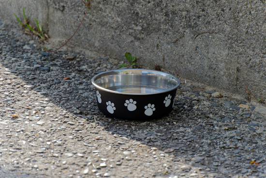 Pittsburgh Pet Pantry Closes After Landlord Threats