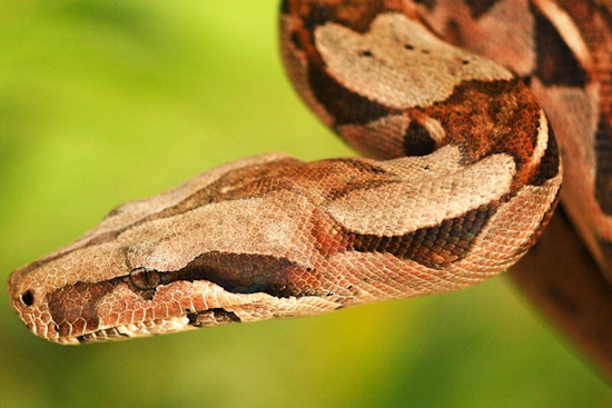 Poolside Shock As Albino Boa Crashes Mount Oliver Backyard