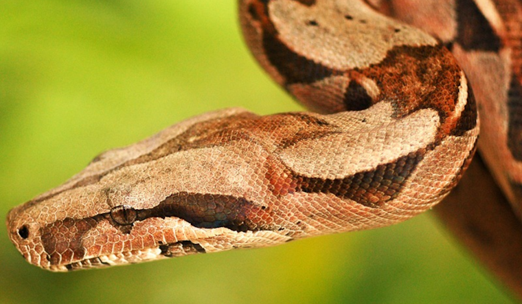 Poolside Shock As Albino Boa Crashes Mount Oliver Backyard