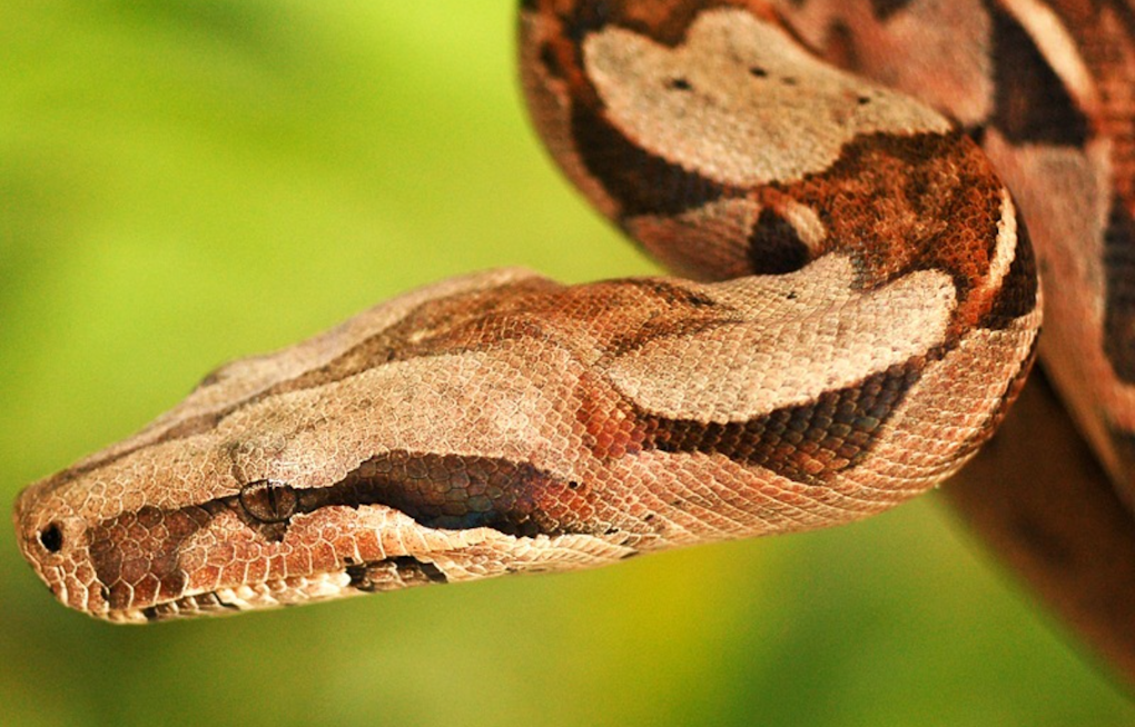Poolside Shock As Albino Boa Crashes Mount Oliver Backyard
