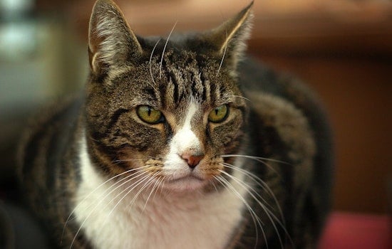 Portland Shelter Swamped With 80 Cats After Central Point Neglect Bust