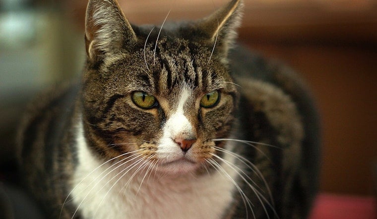 Portland Shelter Swamped With 80 Cats After Central Point Neglect Bust