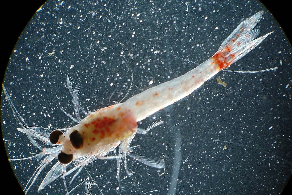 Pregnant Bloody Red Shrimp Invade Duluth‑Superior Harbor