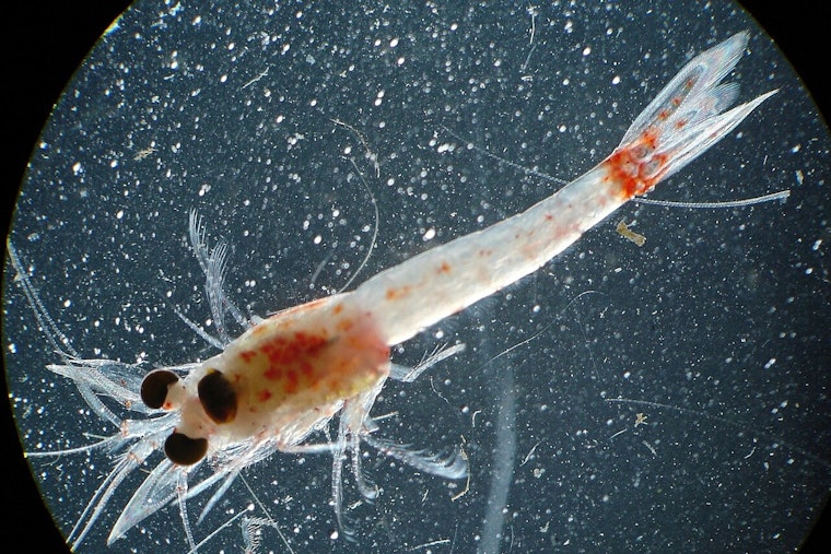 Pregnant Bloody Red Shrimp Invade Duluth‑Superior Harbor