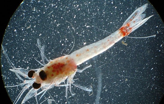Pregnant Bloody Red Shrimp Invade Duluth‑Superior Harbor
