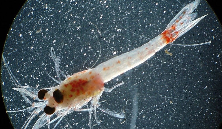 Pregnant Bloody Red Shrimp Invade Duluth‑Superior Harbor