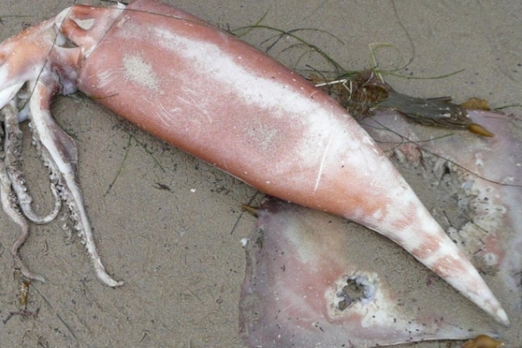 Provincetown Wakes To Reeking Carpet of Dead Squid