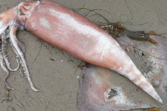 Provincetown Wakes To Reeking Carpet of Dead Squid