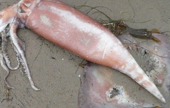 Provincetown Wakes To Reeking Carpet of Dead Squid