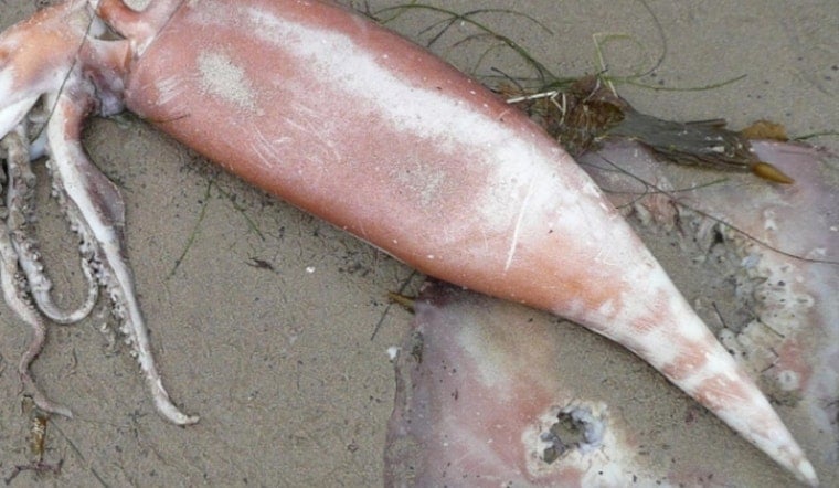 Provincetown Wakes To Reeking Carpet of Dead Squid