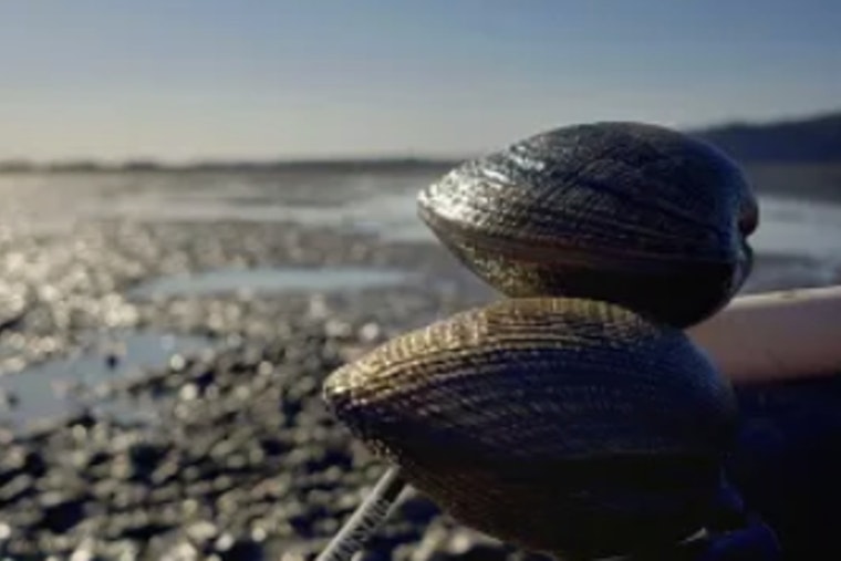 Puget Sound’s Jaw-Dropping Low Tides Lure Shellfish Fans Into Toxic Trouble