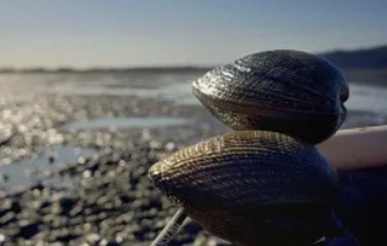 Puget Sound’s Jaw-Dropping Low Tides Lure Shellfish Fans Into Toxic Trouble