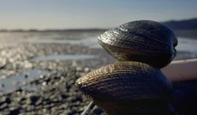 Puget Sound’s Jaw-Dropping Low Tides Lure Shellfish Fans Into Toxic Trouble
