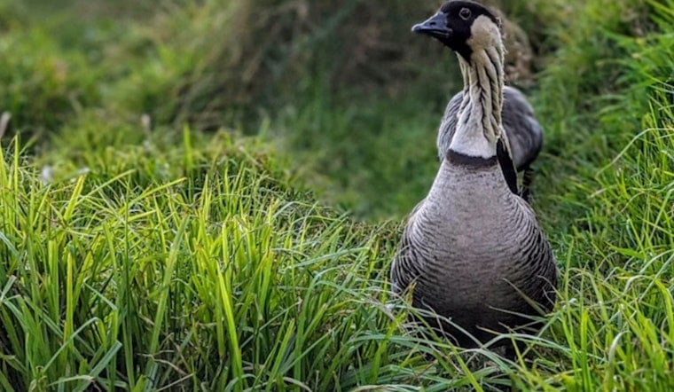 Queens' Marketplace Tragedy, Two Nēnē Run Over In Waikōloa Parking Lot