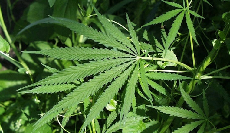 Queensbridge Legend Havoc Lights Up Astoria With New Weed Shop