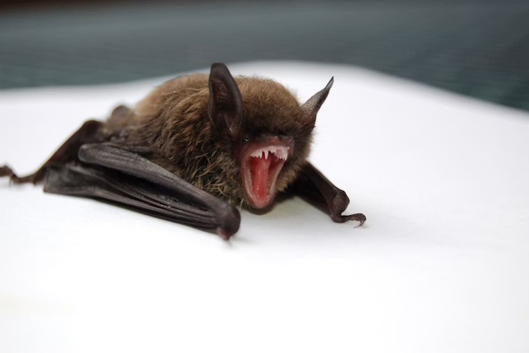 Rabid Bats Rattle San Joaquin County, Officials Warn