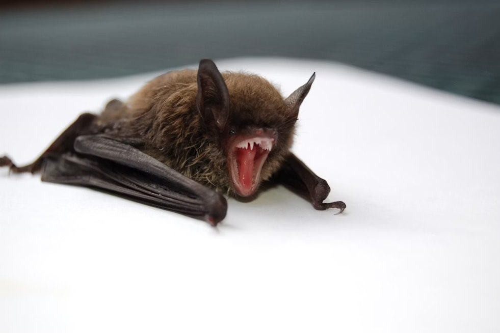 Rabid Bats Rattle San Joaquin County, Officials Warn