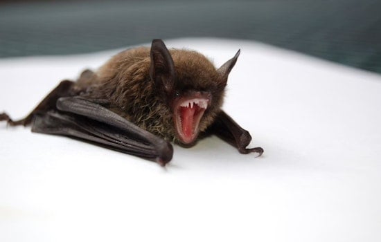 Rabid Bats Rattle San Joaquin County, Officials Warn