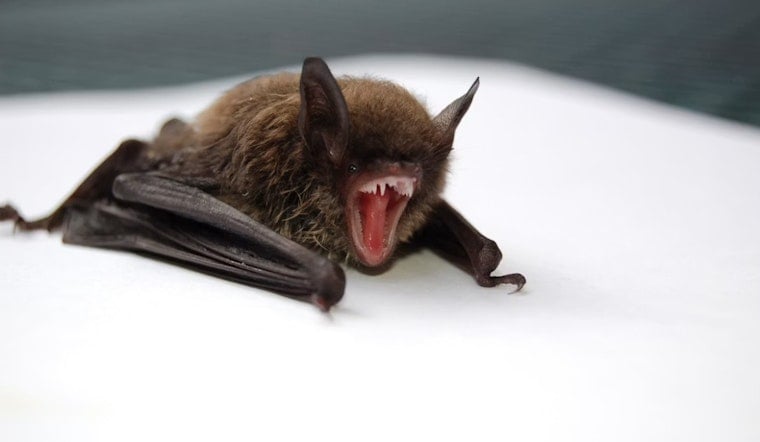 Rabid Bats Rattle San Joaquin County, Officials Warn