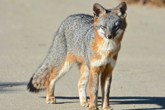 Rabid Fox Runs Wild in Rockville, Attacks Man and Dogs