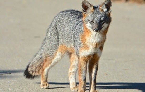 Rabid Fox Runs Wild in Rockville, Attacks Man and Dogs