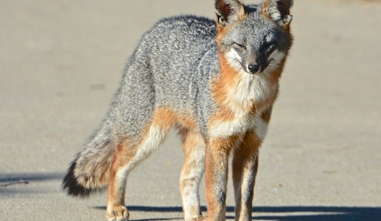 Rabid Fox Runs Wild in Rockville, Attacks Man and Dogs
