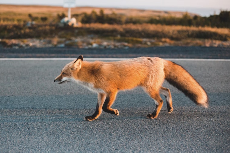 Rabid Fox Runs Wild On Highway 97, Bites Two Near Pleasanton