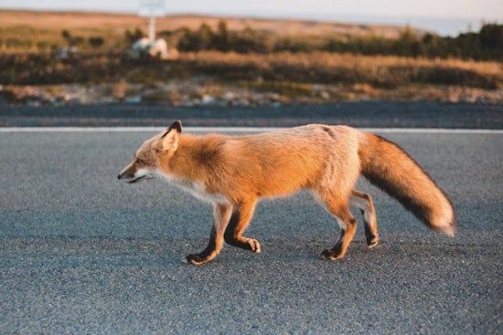 Rabid Fox Runs Wild On Highway 97, Bites Two Near Pleasanton