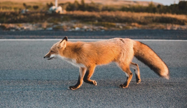 Rabid Fox Runs Wild On Highway 97, Bites Two Near Pleasanton