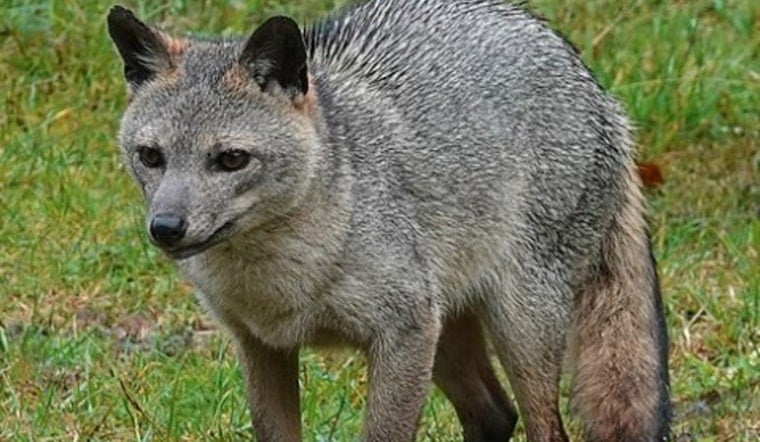 Rabid Fox Taken Down After Dog Attack on Griffin's Forest Hills Block