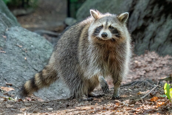 Rabid Raccoon Near McGill Court Has Pasadena Neighbors On Edge