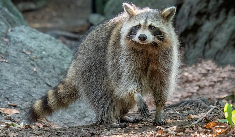 Rabid Raccoon Near McGill Court Has Pasadena Neighbors On Edge