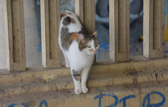 Rabies Scare Puts Webster On Edge After Cat Triggers 60-Day Alert