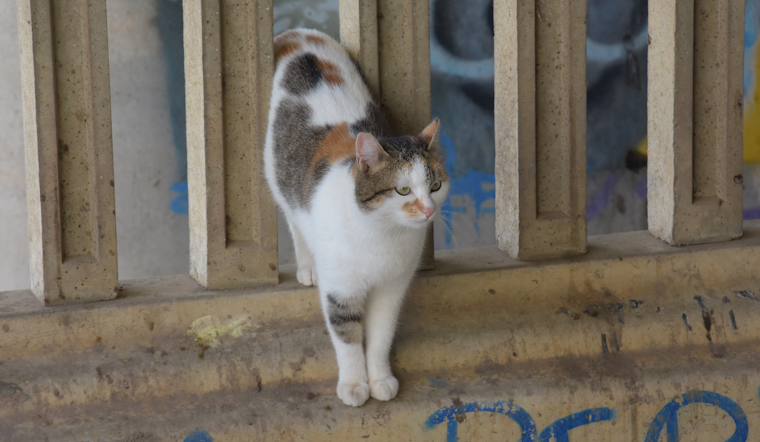 Rabies Scare Puts Webster On Edge After Cat Triggers 60-Day Alert