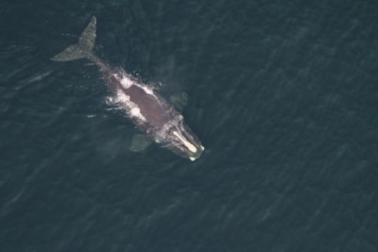 Race To Save Snared Right Whale Vanishing Off Shippagan