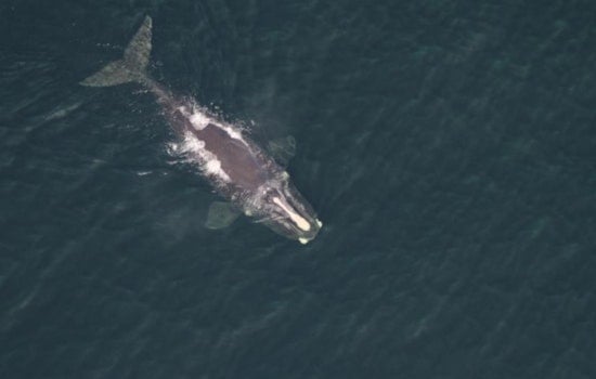 Race To Save Snared Right Whale Vanishing Off Shippagan