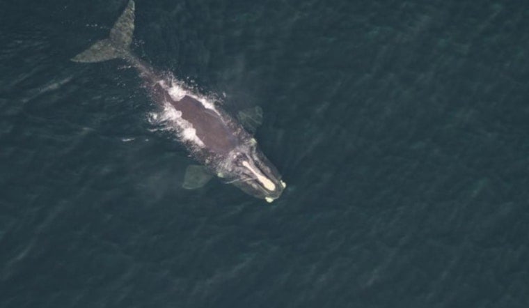 Race To Save Snared Right Whale Vanishing Off Shippagan