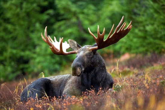 Rampaging Moose Sends Woodland Park Hiker Scrambling on Lovell Gulch Trail
