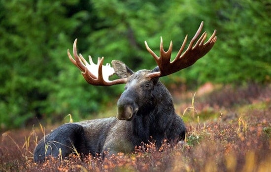 Rampaging Moose Sends Woodland Park Hiker Scrambling on Lovell Gulch Trail
