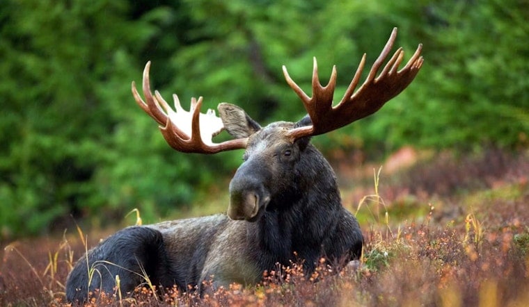 Rampaging Moose Sends Woodland Park Hiker Scrambling on Lovell Gulch Trail