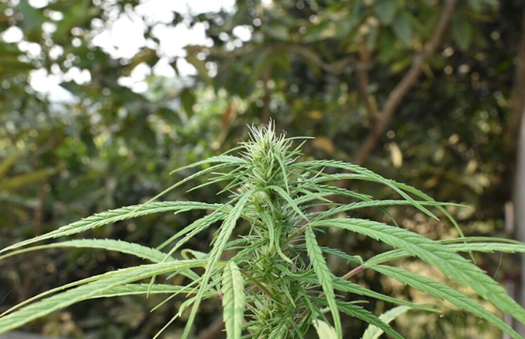 Rancho Cucamonga Home Red-Tagged After Illegal Grow Bust