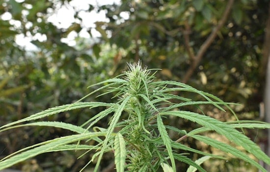 Rancho Cucamonga Home Red-Tagged After Illegal Grow Bust