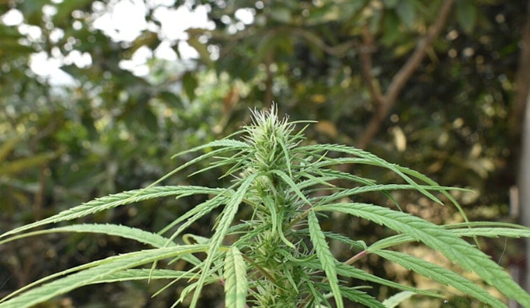 Rancho Cucamonga Home Red-Tagged After Illegal Grow Bust