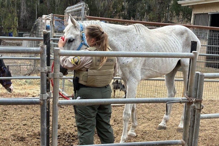 Rancho Santa Fe Horse Neglect Tip Ends With Dozens Seized