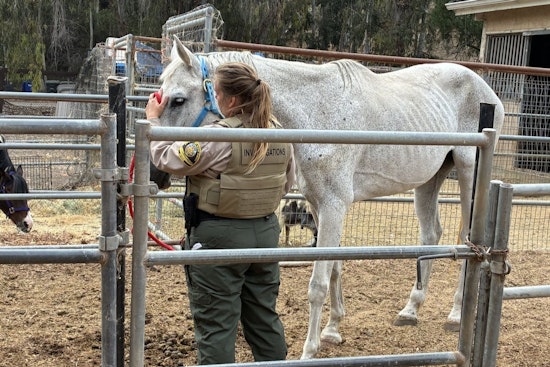 Rancho Santa Fe Horse Neglect Tip Ends With Dozens Seized