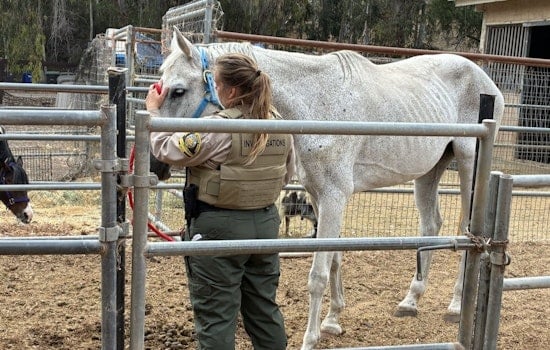 Rancho Santa Fe Horse Neglect Tip Ends With Dozens Seized