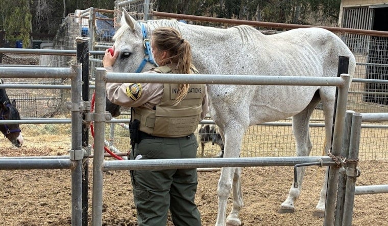Rancho Santa Fe Horse Neglect Tip Ends With Dozens Seized