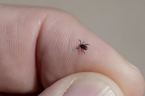 Rare Tick Bacteria Makes Unwelcome Debut On Long Island