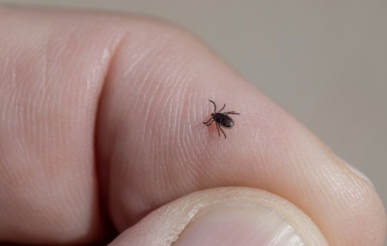 Rare Tick Bacteria Makes Unwelcome Debut On Long Island