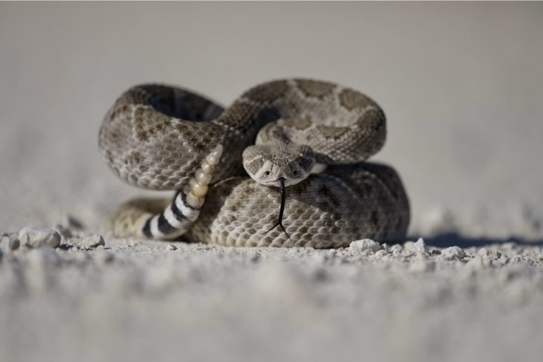 Rattlers Put Salt Lake Hikers On Edge As Bites Nearly Double